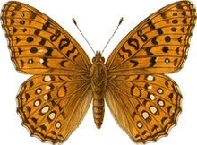 Diana Fritillary