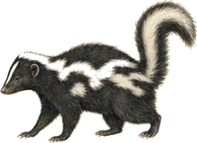 Western Spotted Skunk