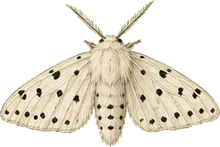 Virginian Tiger Moth