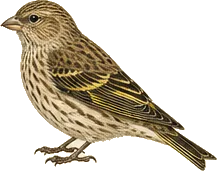 Pine Siskin