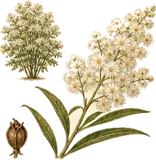 Steeplebush