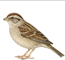 Clay-colored Sparrow