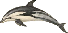 Clymene Dolphin