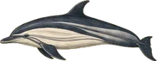 Striped Dolphin