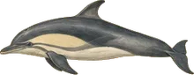 Spinner Dolphin