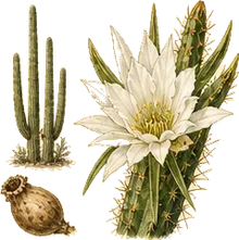 Organ Pipe Cactus
