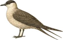 Long-tailed Jaeger