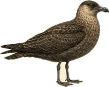 Parasitic Jaeger