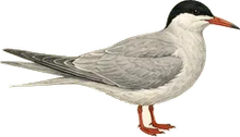 Common Tern