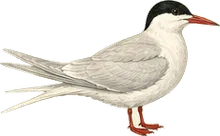 Arctic Tern