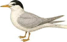 Least Tern