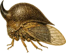 Buffalo Treehopper