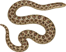 Short-tailed Snake