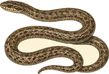 DeKay's Brownsnake