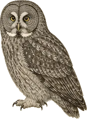 Great Gray Owl