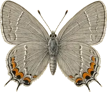 Gray Hairstreak