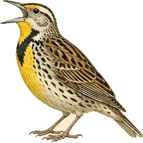 Western Meadowlark
