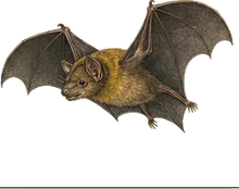 Honduras Yellow-shouldered Bat