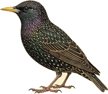 European Starling