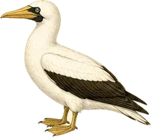 Masked Booby