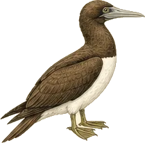 Brown Booby