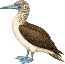 Blue-footed Booby