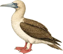 Red-footed Booby