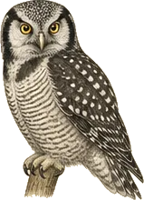 Northern Hawk Owl