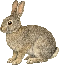 Desert Cottontail
