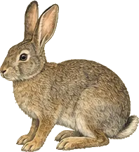 Brush Rabbit