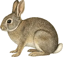 Mexican Cottontail