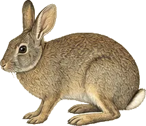 San Jose Brush Rabbit