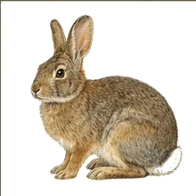 New England Cottontail
