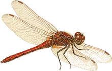 White-faced Meadowhawk