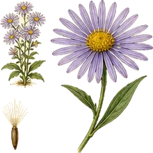 Smooth Blue Aster