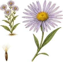 Aromatic Aster