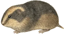 Southern Bog Lemming