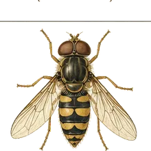 Common Hoverfly