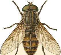 American Horse Fly