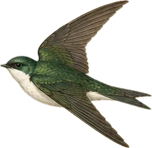 Violet-green Swallow
