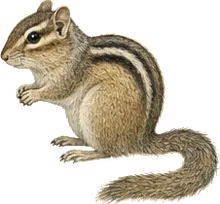 Gray-collared Chipmunk