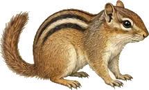 Hopi Chipmunk