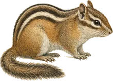 Lodgepole Chipmunk