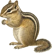 Townsend's Chipmunk