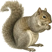 Douglas Squirrel