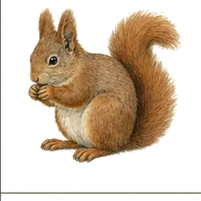 American Red Squirrel