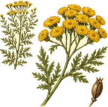 Lake Huron Tansy