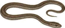 Flathead Snake