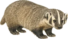 American Badger