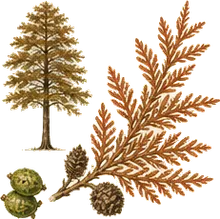 Bald Cypress